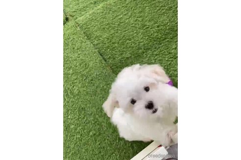 成約済の福岡県のマルチーズ-279301の3枚目