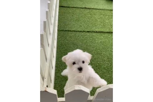 成約済の福岡県のマルチーズ-279301の4枚目