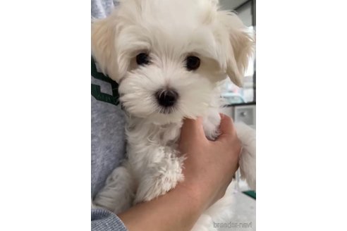 成約済の福岡県のマルチーズ-279301の5枚目