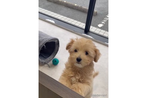 成約済の福岡県のチワプー:チワワ×トイプードル-281980の2枚目