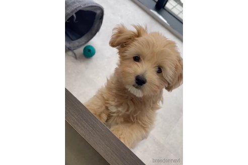 成約済の福岡県のチワプー:チワワ×トイプードル-281980の3枚目