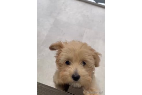 成約済の福岡県のチワプー:チワワ×トイプードル-281980の4枚目