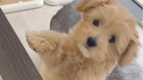 成約済の福岡県のチワプー:チワワ×トイプードル-281980の1枚目