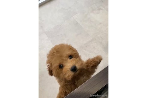 成約済の福岡県のトイプードル-284579の2枚目