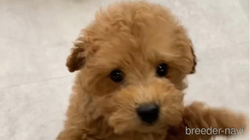 成約済の福岡県のトイプードル-284579の1枚目