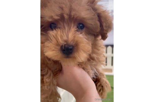 成約済の福岡県のトイプードル-278660の8枚目