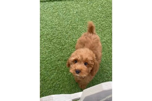 成約済の福岡県のトイプードル-278660の7枚目