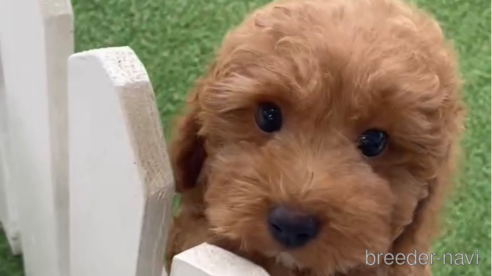 成約済の福岡県のトイプードル-278660の6枚目