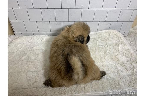 成約済の大分県のペキニーズ-286880の9枚目