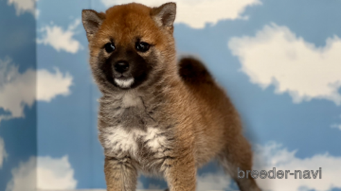 成約済の愛知県の柴犬-281107の1枚目