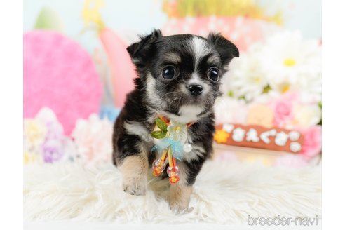 成約済の神奈川県のチワワ(ロングコート)-289085の11枚目