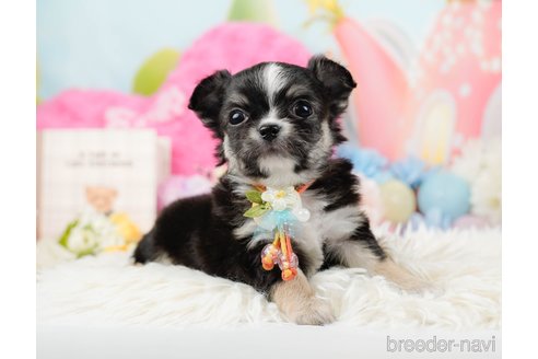 成約済の神奈川県のチワワ(ロングコート)-289085の8枚目