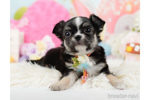 成約済の神奈川県のチワワ(ロングコート)-289085の9枚目