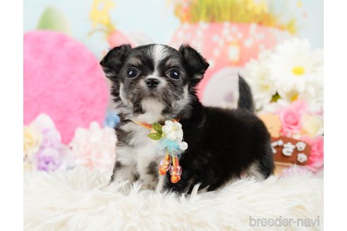 成約済の神奈川県のチワワ(ロングコート)-289085の10枚目