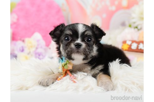成約済の神奈川県のチワワ(ロングコート)-289085の3枚目