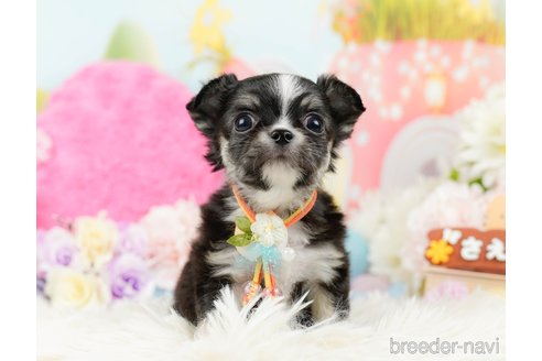 成約済の神奈川県のチワワ(ロングコート)-289085の4枚目