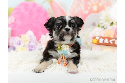 成約済の神奈川県のチワワ(ロングコート)-289085の6枚目