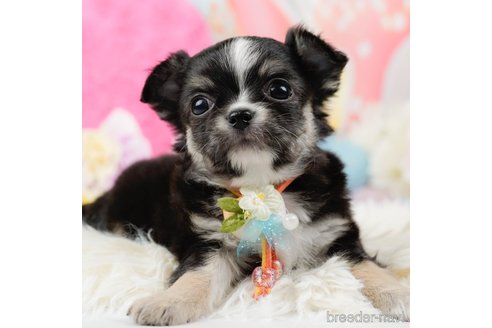 成約済の神奈川県のチワワ(ロングコート)-289085の1枚目