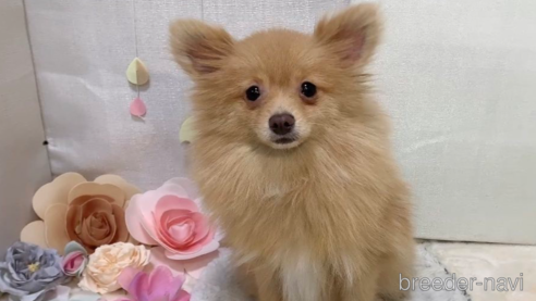 販売中の東京都のポメラニアン-244833の8枚目