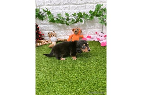 成約済の愛知県のミニチュアダックスフンド(ロングヘアード)-289121の3枚目