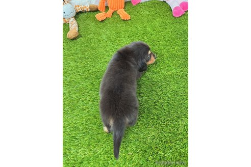 成約済の愛知県のミニチュアダックスフンド(ロングヘアード)-289121の4枚目