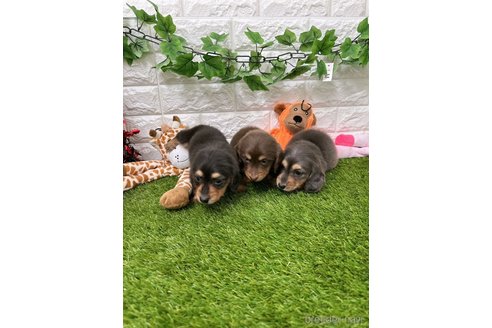 成約済の愛知県のミニチュアダックスフンド(ロングヘアード)-289121の5枚目