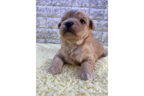 成約済の茨城県のミックス犬-289128の13枚目