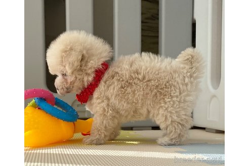 成約済の静岡県のマルプー:マルチーズ×トイプードル-287678の5枚目