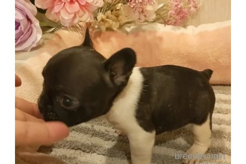 成約済の愛知県のフレンチブルドッグ-289142の4枚目
