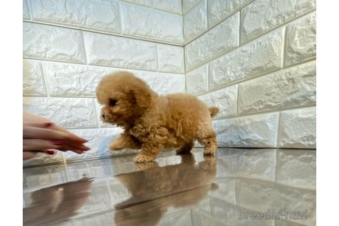 成約済の茨城県のトイプードル-289141の5枚目