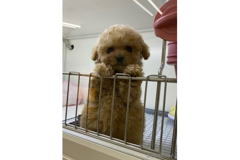 成約済の茨城県のトイプードル-289141の2枚目