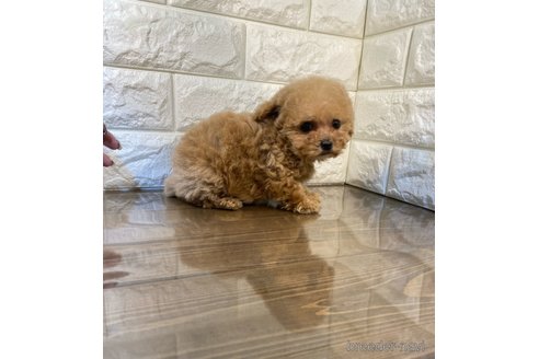 成約済の茨城県のトイプードル-289141の3枚目