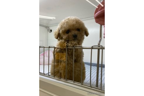 成約済の茨城県のトイプードル-289141の4枚目