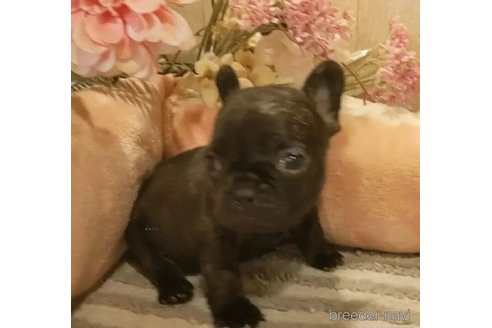 成約済の愛知県のフレンチブルドッグ-289144の3枚目