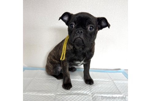 成約済の山梨県のミックス犬-271634の5枚目