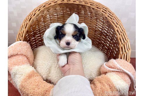 成約済の埼玉県のその他の犬種-288097