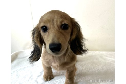 成約済の兵庫県のカニンヘンダックスフンド(ロングヘアード)-279598の13枚目