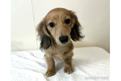 成約済の兵庫県のカニンヘンダックスフンド(ロングヘアード)-279598の12枚目