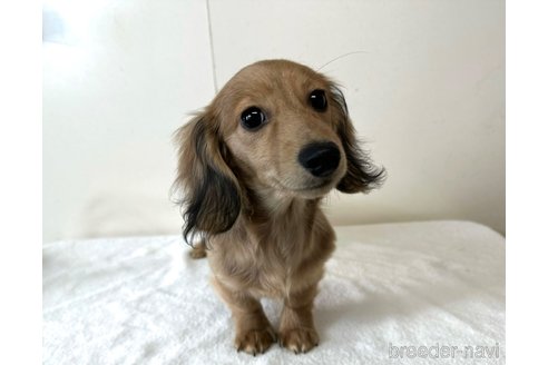 成約済の兵庫県のカニンヘンダックスフンド(ロングヘアード)-279598の11枚目