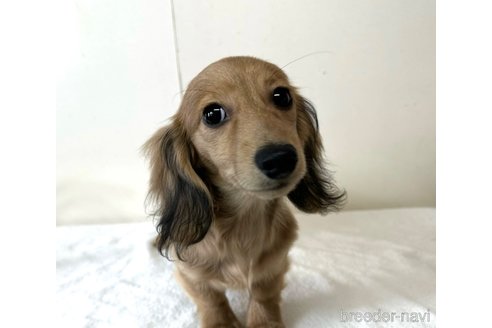 成約済の兵庫県のカニンヘンダックスフンド(ロングヘアード)-279598の8枚目