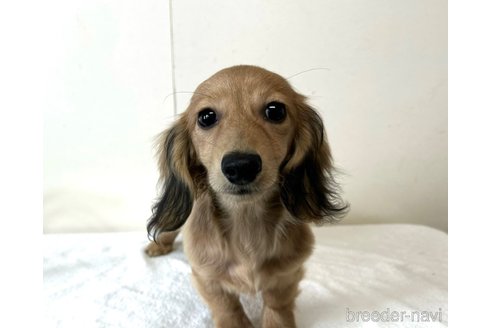 成約済の兵庫県のカニンヘンダックスフンド(ロングヘアード)-279598の10枚目