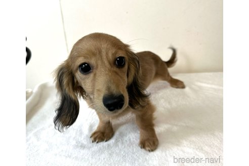 成約済の兵庫県のカニンヘンダックスフンド(ロングヘアード)-279598の9枚目