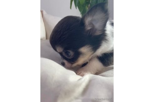 成約済の福岡県のチワワ(ロングコート)-286716の2枚目