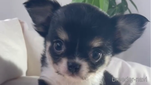 成約済の福岡県のチワワ(ロングコート)-286716