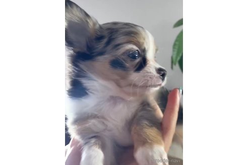 成約済の福岡県のチワワ(ロングコート)-286700の3枚目