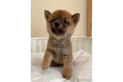 子犬