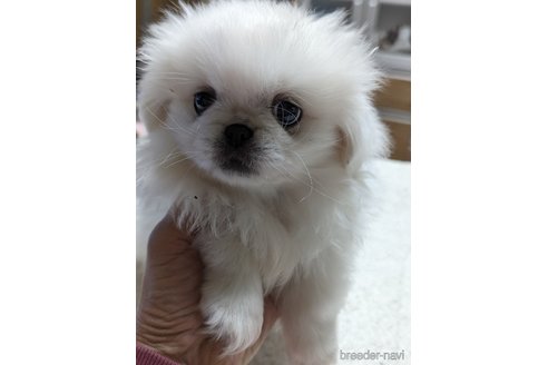 成約済の愛知県のペキニーズ-282608の11枚目