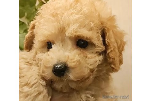 成約済の愛知県のタイニープードル-284770の3枚目