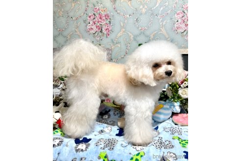 マカロンくん1枚目