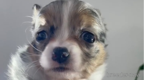 成約済の福岡県のチワワ(ロングコート)-286700の1枚目